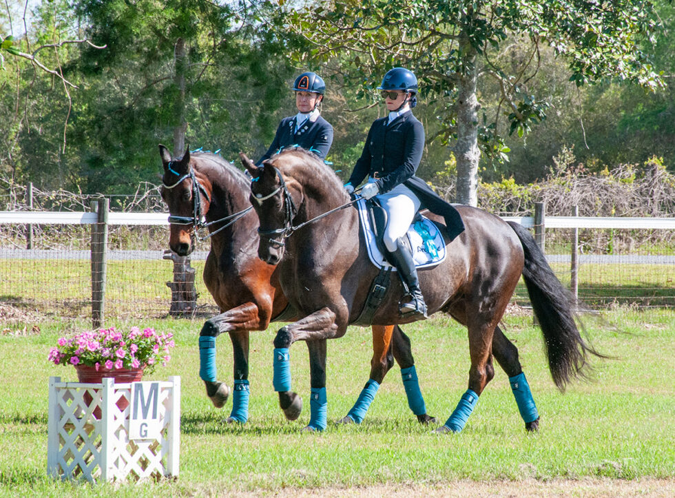 Sunrise Farms Sport Horses Gainesville Sporting Horses A full
