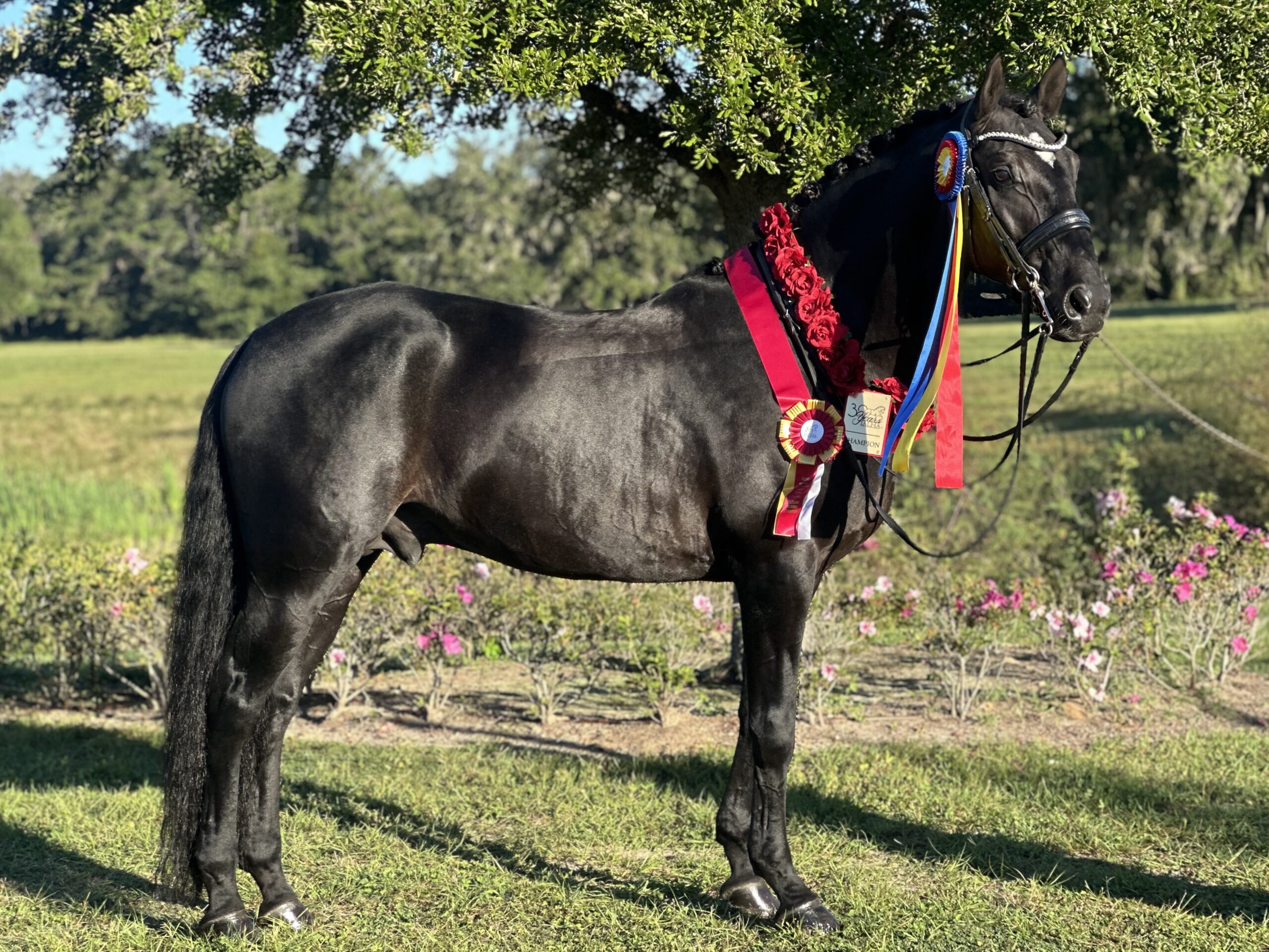 SOLD - Big Bang de Massa