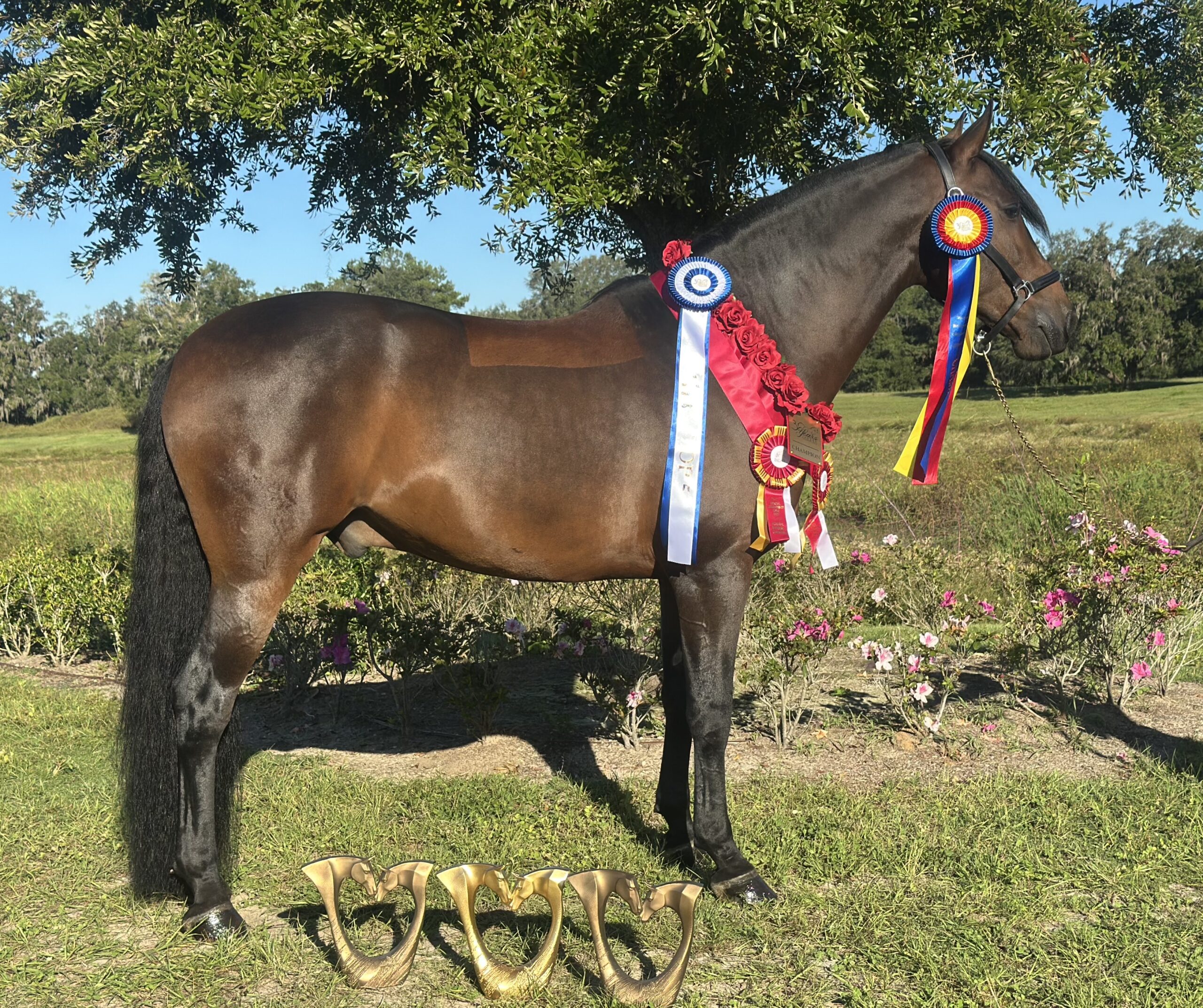 SOLD - Faraon de Ruiz